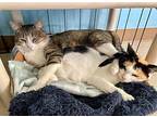 Magnolia, Manx For Adoption In Washington, Virginia