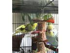 Ducky And Daffy, Parakeet - Other For Adoption In Aurora, Illinois
