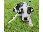 Sandra Dee, American Staffordshire Terrier For Adoption In Albuquerque