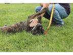 Sammie Davis Jr, American Staffordshire Terrier For Adoption In Albuquerque