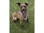 Zoe, American Pit Bull Terrier For Adoption In New Bedford, Massachusetts