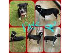 Faye, Labrador Retriever For Adoption In Jackson, Tennessee