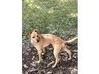Cedar, Terrier (unknown Type, Small) For Adoption In Lewis Center, Ohio