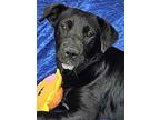 Fifi Curly, Labrador Retriever For Adoption In Cuba, New York
