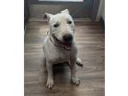 Duke, American Pit Bull Terrier For Adoption In San Diego, California