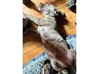Nugget, Terrier (unknown Type, Medium) For Adoption In Palmer, Massachusetts