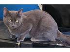 Larry, Domestic Shorthair For Adoption In London, Ontario