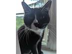 Kiromi, Domestic Shorthair For Adoption In London, Ontario