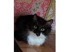 Tauri, Domestic Shorthair For Adoption In London, Ontario