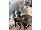 Ronda Rousey, American Staffordshire Terrier For Adoption In Tracy, California