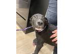 Ray Ray, Labrador Retriever For Adoption In Dickson, Tennessee