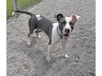 Bruno, American Pit Bull Terrier For Adoption In Newport, North Carolina