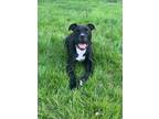Adopt Tucker Daniels a Black Terrier (Unknown Type, Medium) / Mixed dog in