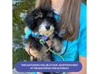 Adopt RHETT 4 POUNDS FOSTERED IN NEW JERSEY a Black - with White Bichon Frise /