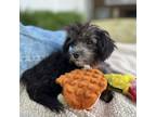 Adopt SCARLETT 3 POUNDS FOSTERED IN NEW JERSEY a Black - with White Bichon Frise