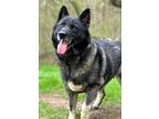 Adopt CLEOPATRA SVART a Gray/Blue/Silver/Salt & Pepper Norwegian Elkhound /