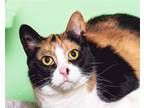 Adopt Kabuki a Calico or Dilute Calico Calico / Mixed (short coat) cat in Locust