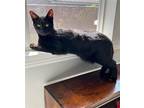 Adopt KANDY - Offered by Owner - Sister to Kade a All Black Domestic Shorthair /