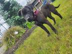 Adopt Neptune Estrella a Black American Staffordshire Terrier dog in Provo