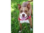 Adopt Tacoma a Red/Golden/Orange/Chestnut - with White Terrier (Unknown Type