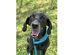 Adopt Stanley Martin Steele a Black Plott Hound / Weimaraner / Mixed dog in