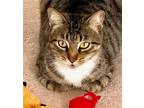 Adopt Z COURTESY LISTING: Mika a Brown Tabby Domestic Shorthair / Mixed (short