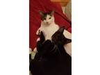 Adopt Duke (& see Duchess) a Black & White or Tuxedo Domestic Shorthair / Mixed
