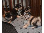 Pomeranian PUPPY FOR SALE ADN-823062 - CKC Pomeranian puppies