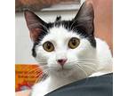 Adopt Bessie a Black & White or Tuxedo Domestic Shorthair / Mixed (short coat)