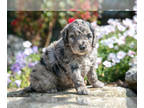 Goldendoodle (Miniature) PUPPY FOR SALE ADN-823349 - Stunning Mini Goldendoodle