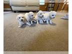 Bichon Frise PUPPY FOR SALE ADN-823050 - AKC Bichon Frise