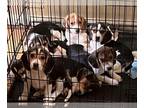 Beagle PUPPY FOR SALE ADN-823081 - Beagle puppies