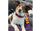 Adopt Meb a Tricolor (Tan/Brown & Black & White) Rat Terrier / Beagle / Mixed