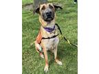 Adopt *Ash TX a Brown/Chocolate - with Black Belgian Malinois / German Shepherd
