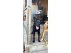 Adopt Smoothie a Black Labrador Retriever / Husky / Mixed dog in Spring