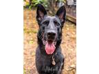 Adopt Kimber a Black - with Tan, Yellow or Fawn German Shepherd Dog / Mixed dog
