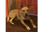 Adopt Harper a Tan/Yellow/Fawn - with White Labrador Retriever / Australian