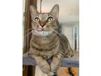 Adopt Z COURTESY LISTING: Atlas* a Brown Tabby Domestic Shorthair / Mixed (short