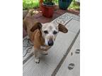 Adopt Happy Gilmore a Red/Golden/Orange/Chestnut Dachshund / Mixed dog in