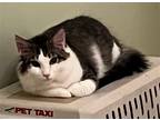 Adopt Cyrus a White (Mostly) Domestic Mediumhair / Mixed (medium coat) cat in