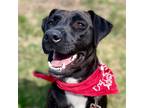 Adopt Polly a Labrador Retriever / Terrier (Unknown Type