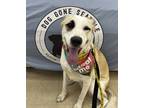 Adopt Tessa a Tan/Yellow/Fawn - with White Great Pyrenees / Husky / Mixed dog in