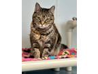 Adopt Maggie a Domestic Shorthair / Mixed (short coat) cat in Cumberland