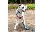 Adopt Talia a White - with Black Pit Bull Terrier / Husky / Mixed dog in