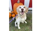 Adopt Carly a Beagle / Mixed dog in Oakland, NJ (35252638)