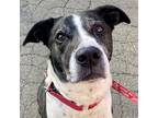 Adopt Charly a Labrador Retriever / Hound (Unknown Type) / Mixed dog in