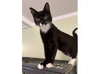 Adopt Stormy a Black & White or Tuxedo Domestic Shorthair / Mixed (short coat)