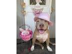 Adopt Z COURTESY LISTING: Mawana a Terrier (Unknown Type