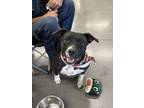 Adopt DORA a Black - with White Pit Bull Terrier / Staffordshire Bull Terrier /