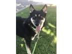 Adopt Lancer a German Shepherd Dog / Husky / Mixed dog in Mira Loma